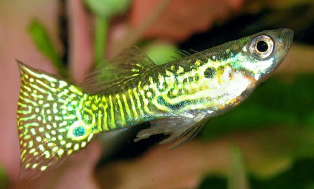 Gyllene ormskinn Guppy.