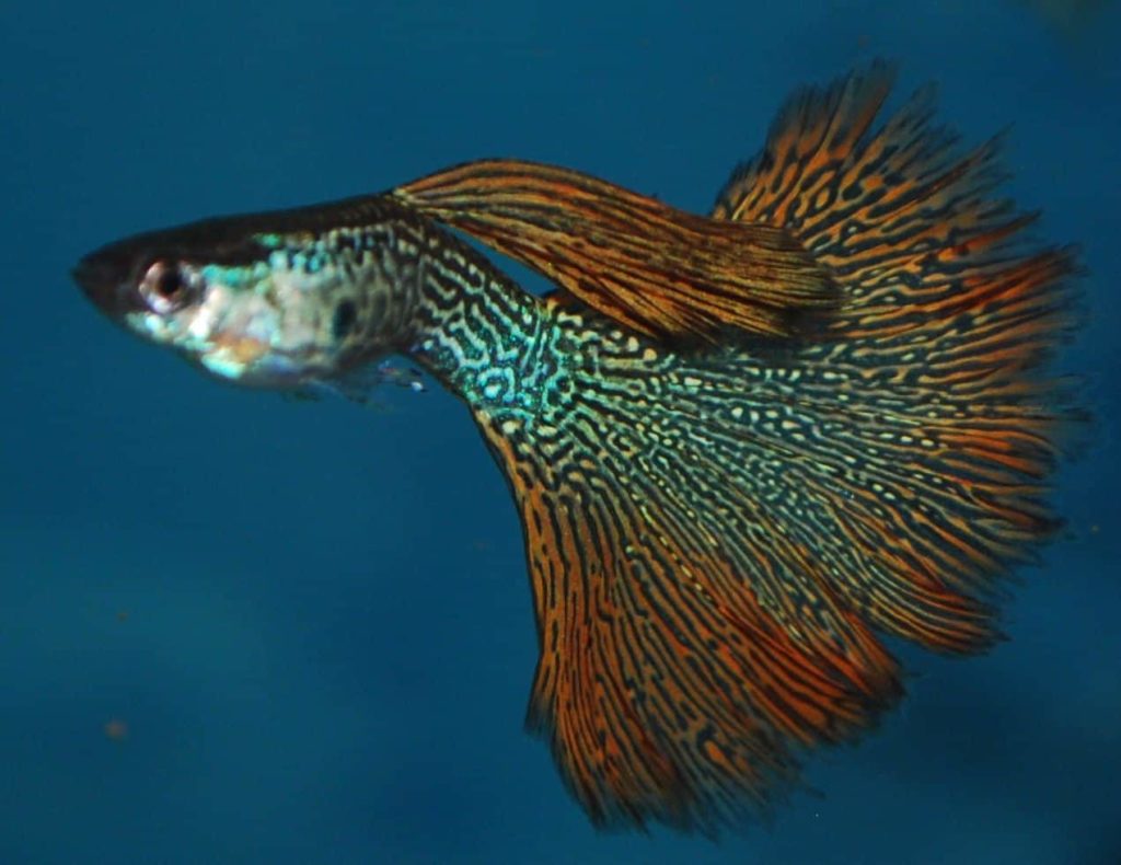Röd ormskinn Guppy.
