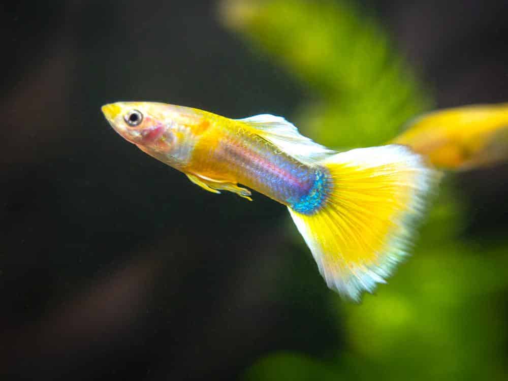 Gul smoking Guppy.