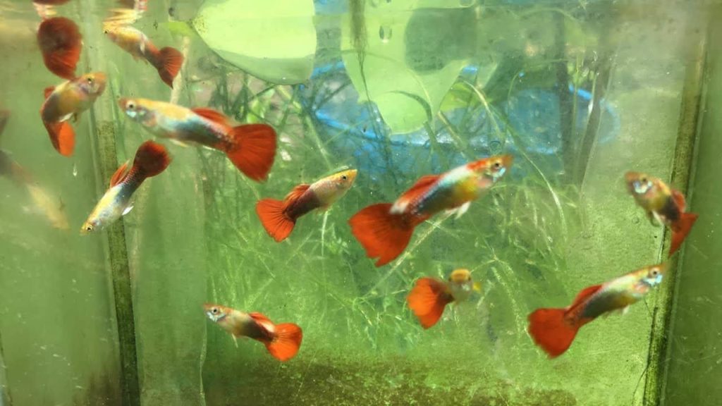 Röd / Guld Smoking Guppy