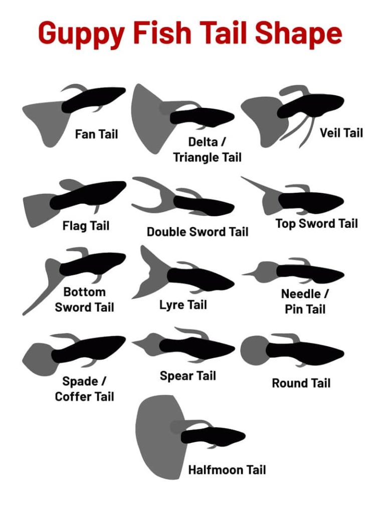 Guppy FIsh Tail Shapes.