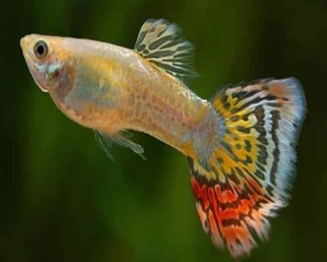Gul Leopard Tail Guppy.