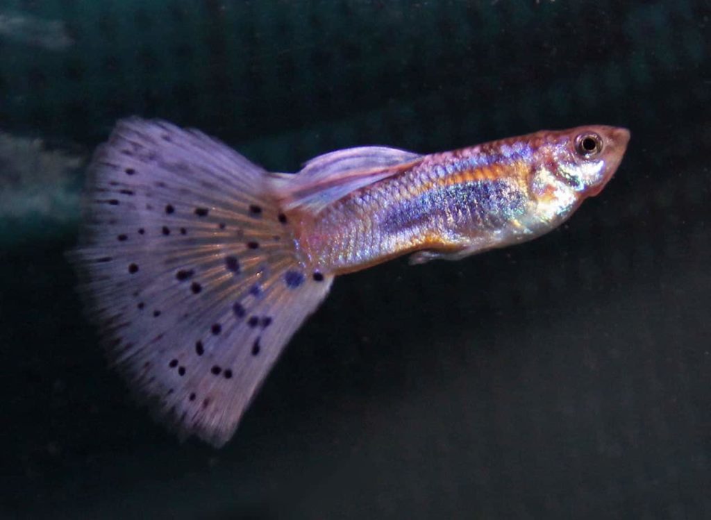 Purple Grass Tail Guppy