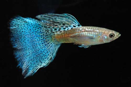 Blue Grass Tail Guppy.