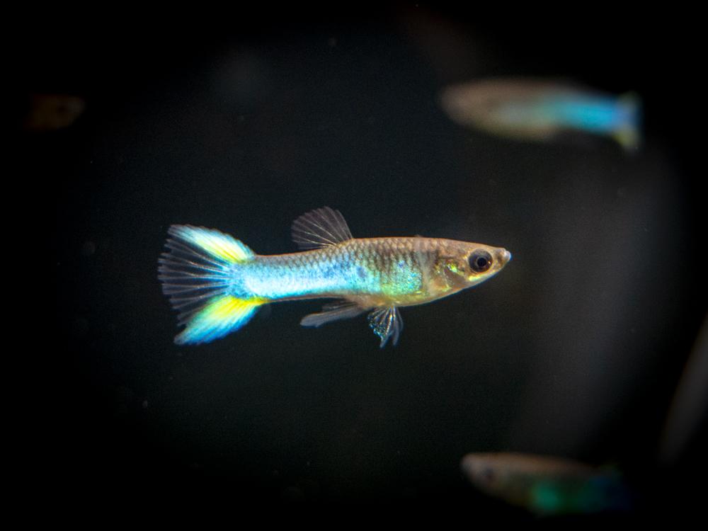 Himmelblå Endler Guppy.