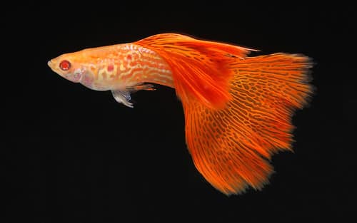 Albino Lace Tail guppy.
