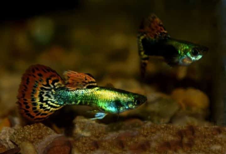 Metallic Mosaic Tail Guppy.