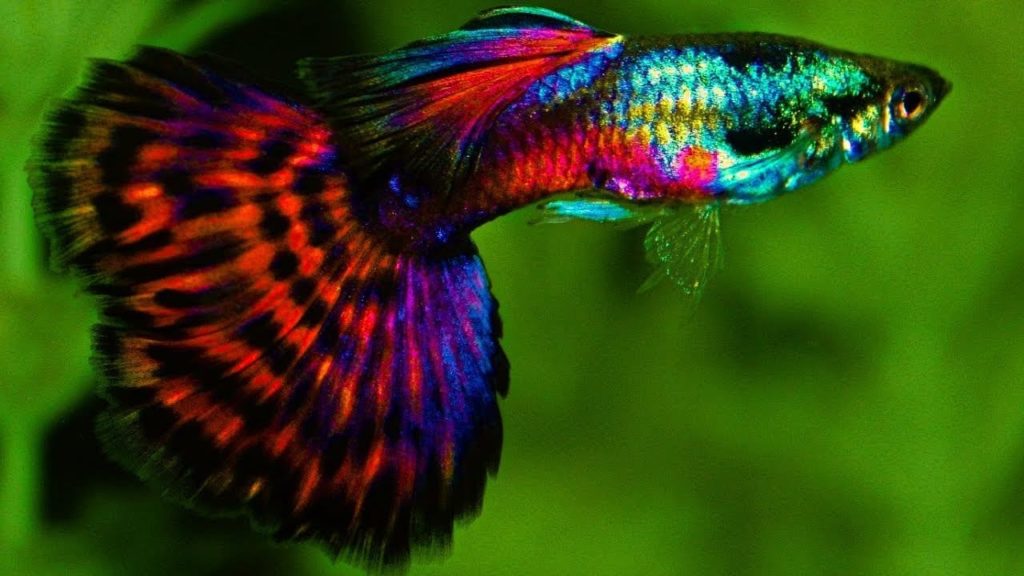 Röd Platinum Mosaic Tail Guppy.