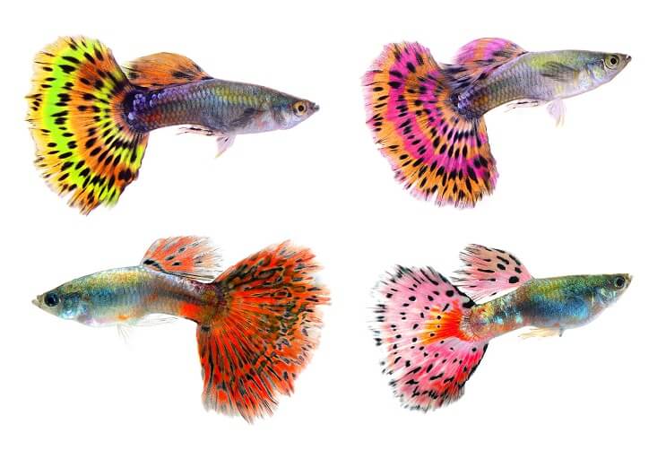 Fancy Guppies.