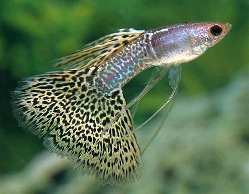 Veil Tail Guppy.