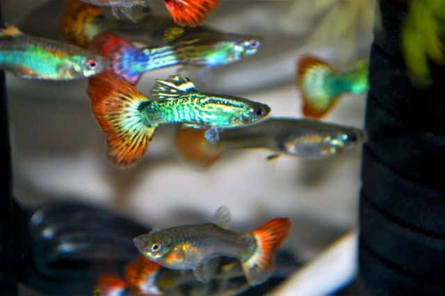 Fire Tail Guppy