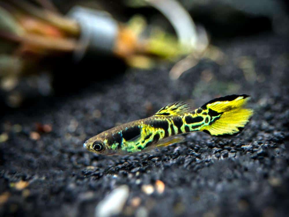 Yellow Endler Guppy.