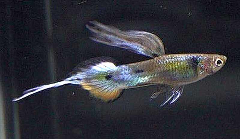 Pin Tail Needle Tail Guppy