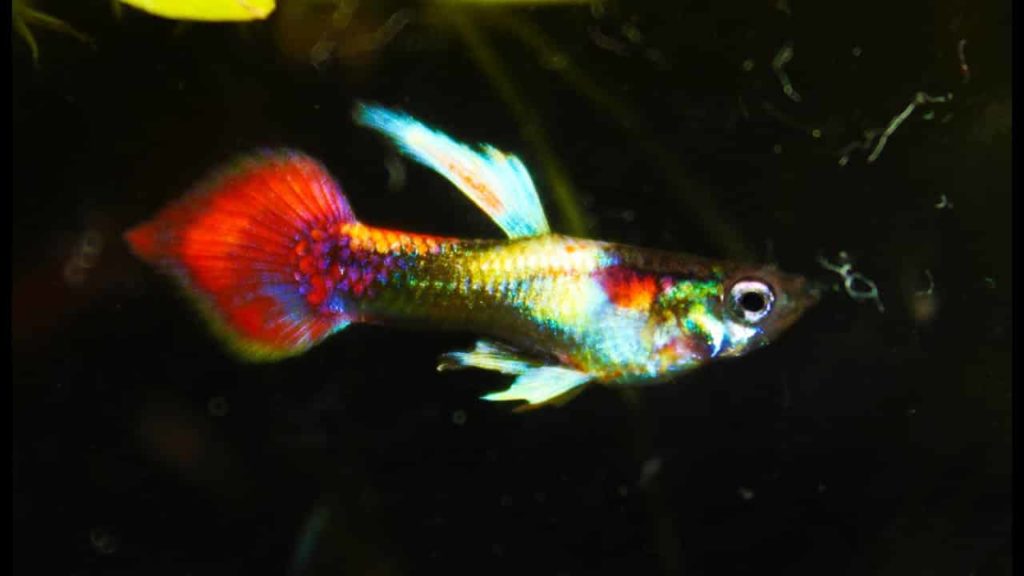 Smoking Spear Tail Metallic Guppy