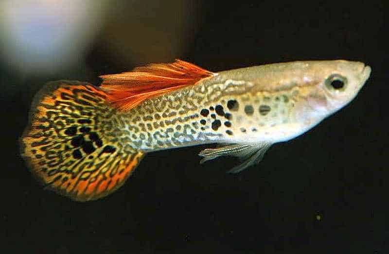 Rund svans Guppy