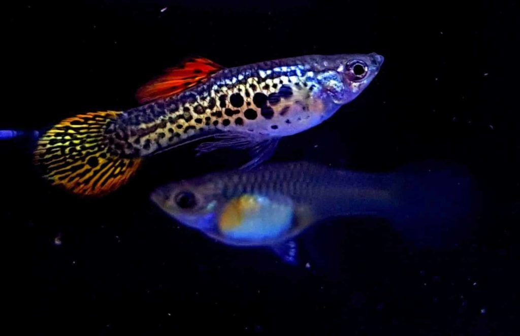 Rund svans guppy.