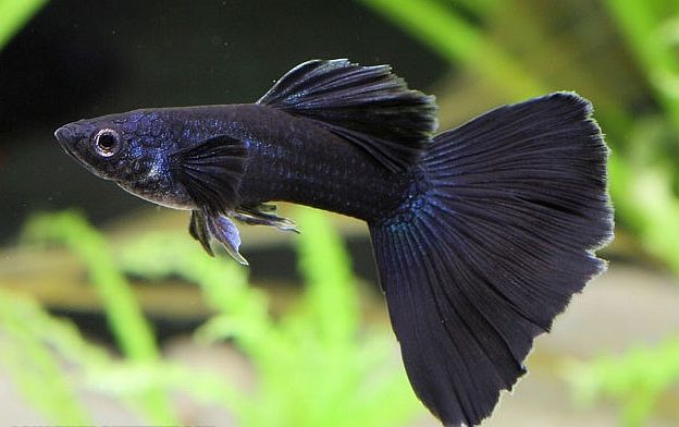 Svart guppy.