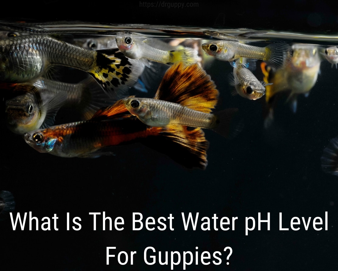 Guppy Fish Water PH-nivå - idealiskt antal