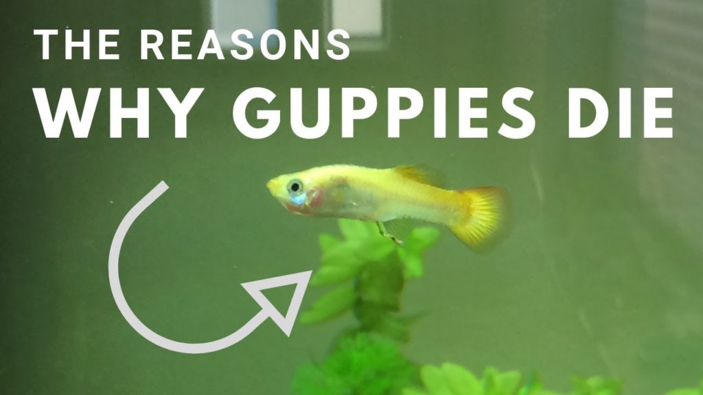 Varför fortsätter mina guppies att dö?