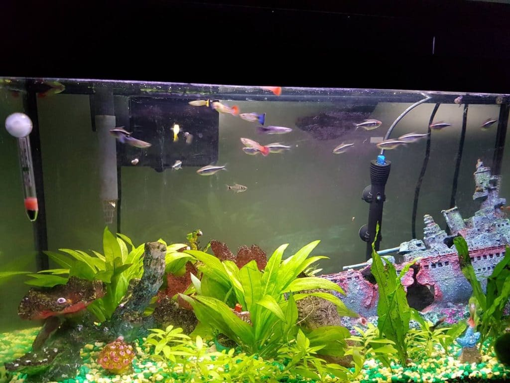 varför stannar mina guppies i hörnet?