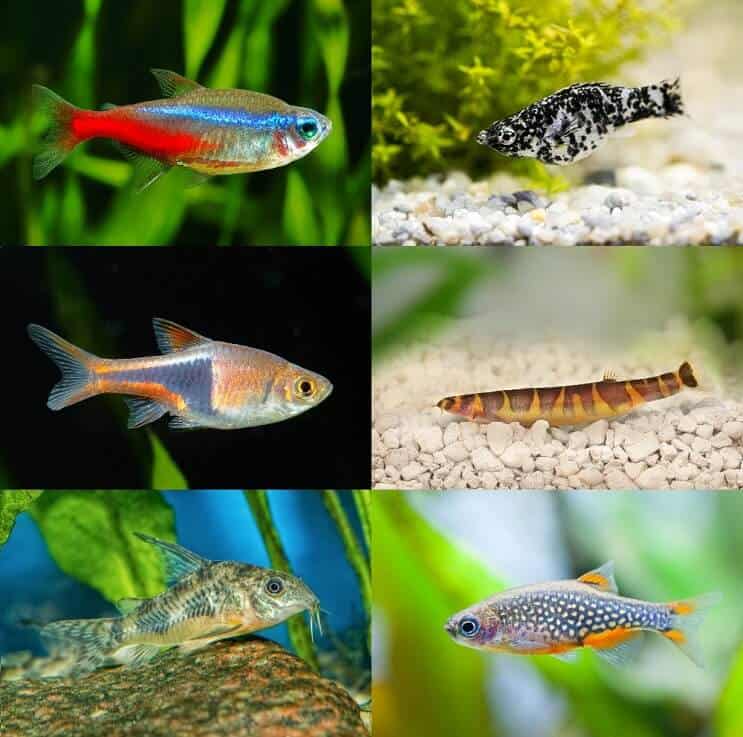 Bästa Betta Tank Mates