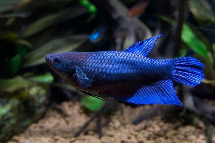 Kvinnlig Betta Fish