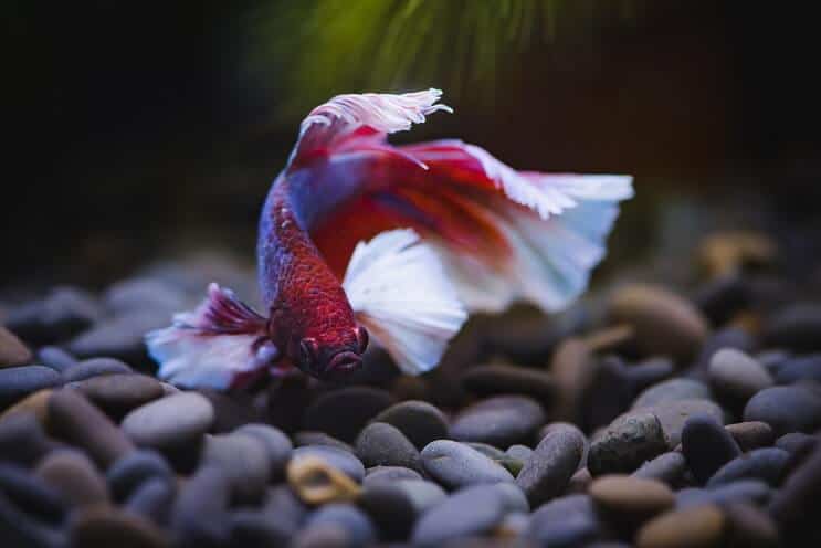 Betta Fish simning