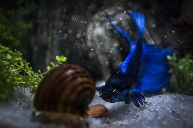 Betta och snigel