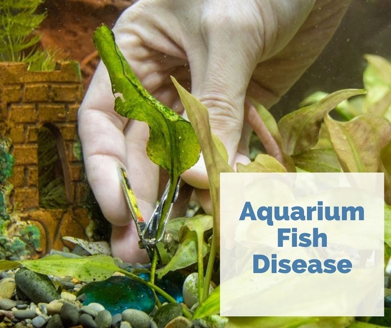 Akvariefisksjukdomar: En omfattande guide