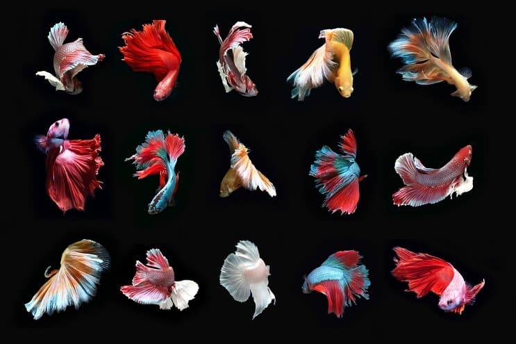 Typer av Betta Fish