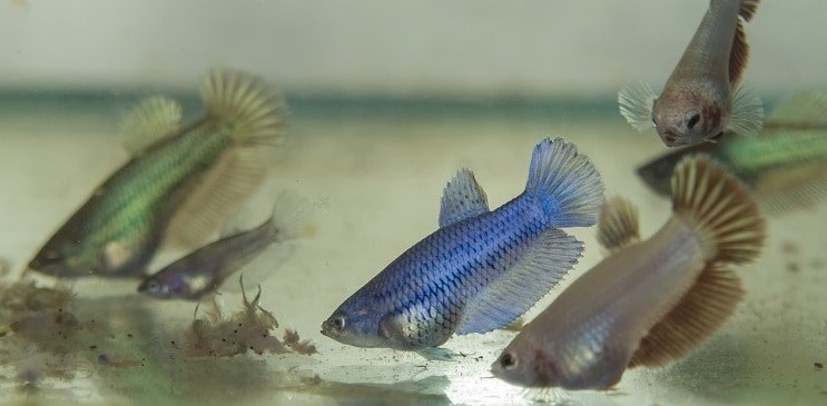 Matar Betta Fry