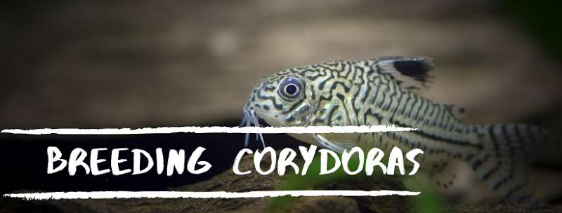 avel corydoras