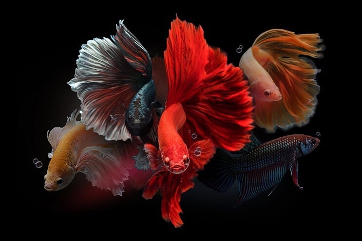 Manliga Bettas