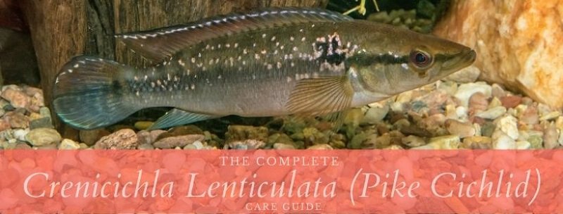 crenicichla lenticulata (gädda ciklider)