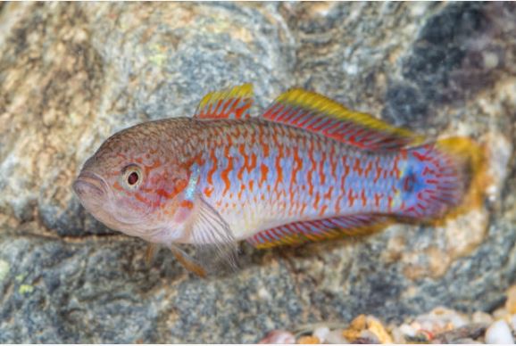 påfågel gudgeon