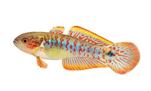 påfågel gudgeon