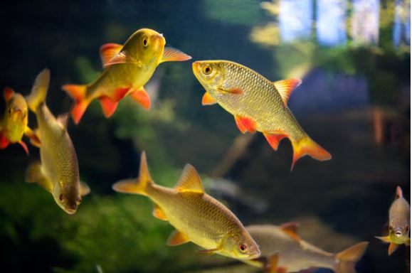 blodfin tetra