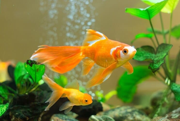 Guldfisk i ett akvarium