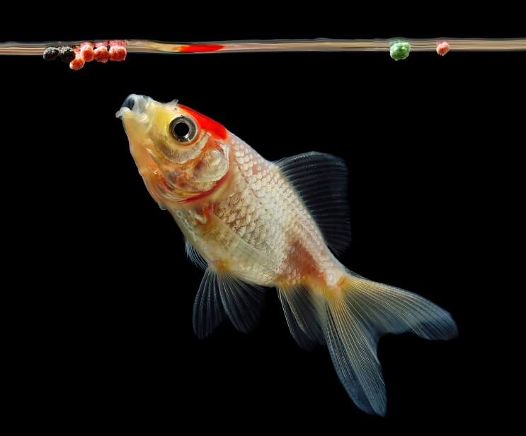 Guldfisk äter