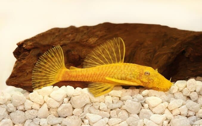 Gyllene Ancistrus pleco havskatt Borstnos akvariefisk