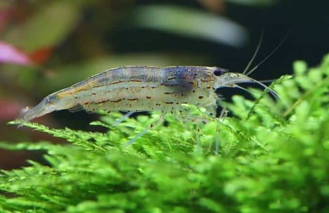 Amano räkor