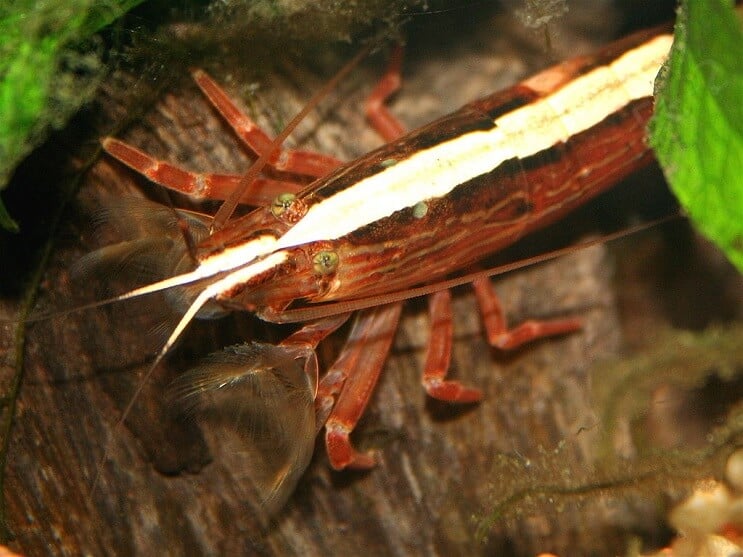 Bambu räkor