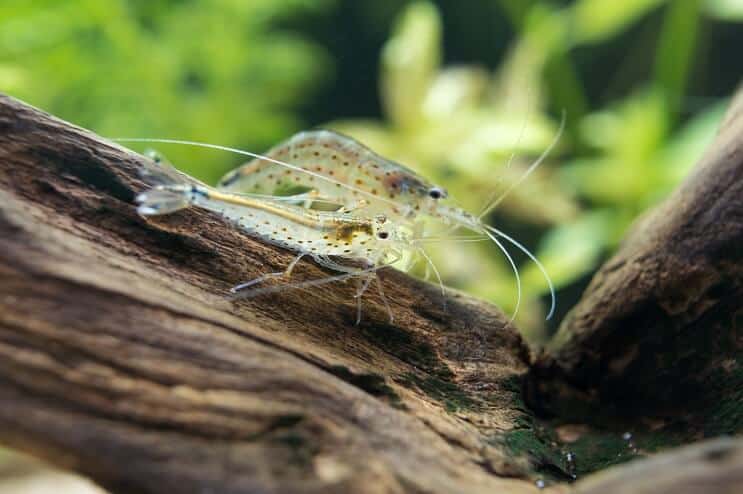 Amano räkor