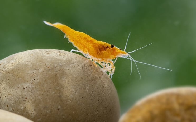Neocaridina räkor