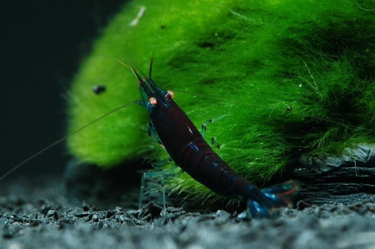 Blue Tiger räkor