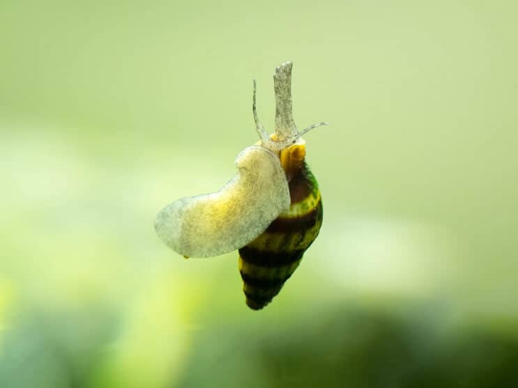 Assassin Snail
