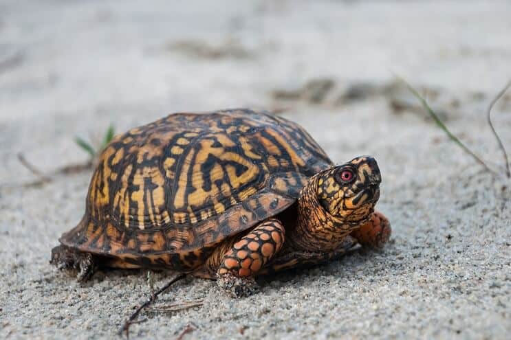 Eastern Box Turtle Utseende