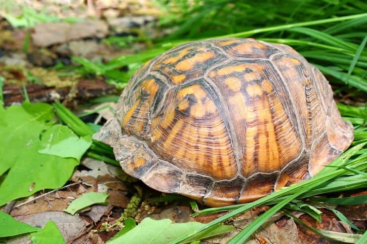 Gömmer Eastern Box Turtle