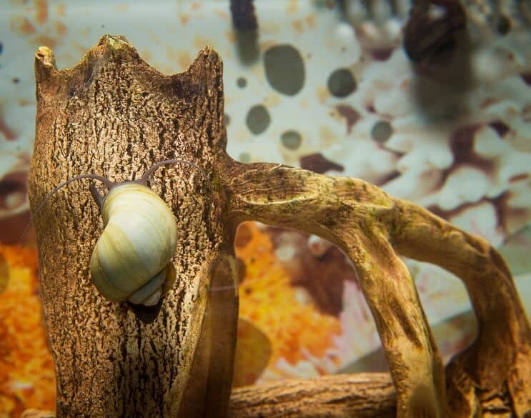 Mystery Snail Översikt