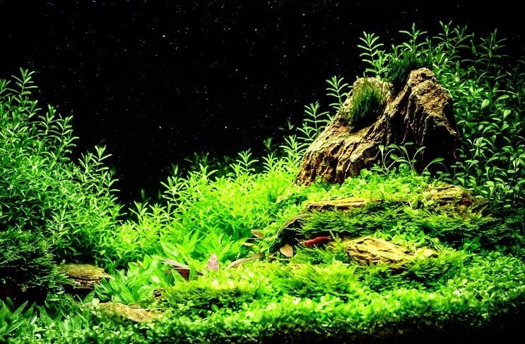 Väl planterad Mystery Snail Tank